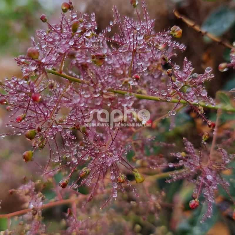 Cotinus Coggygria Magical Torch Kolmagito