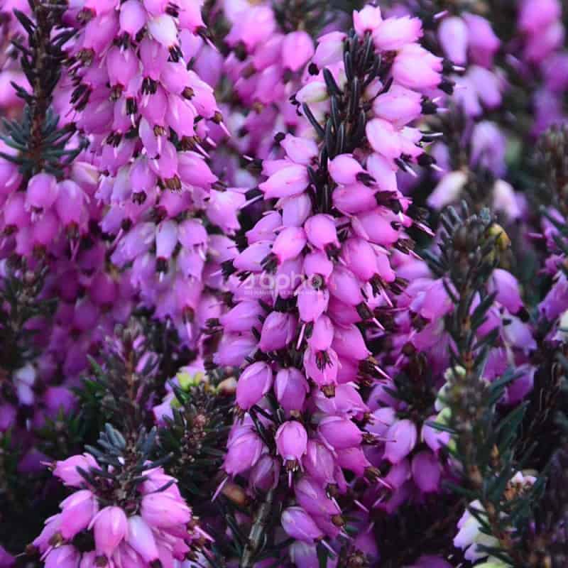 Erica x darleyensis 'Lea'