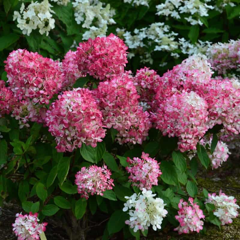 Hydrangea paniculata DIAMANT ROUGE® 'Rendia'