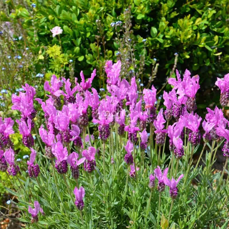 Lavandula stoechas THE PRINCESS® Lavender 'IB910-2'