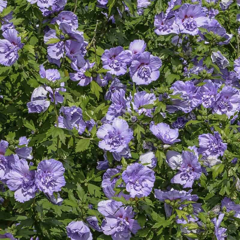 Hibiscus syriacus BLUE CHIFFON 'NOTWOOD3'