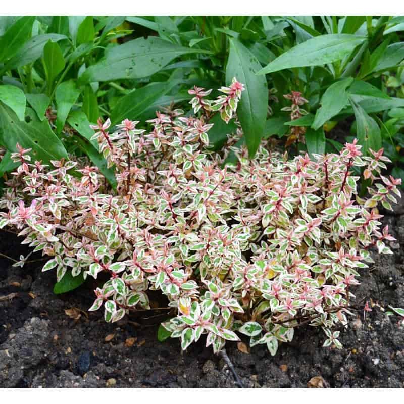 Abelia X Grandiflora Pink Lady Keylad