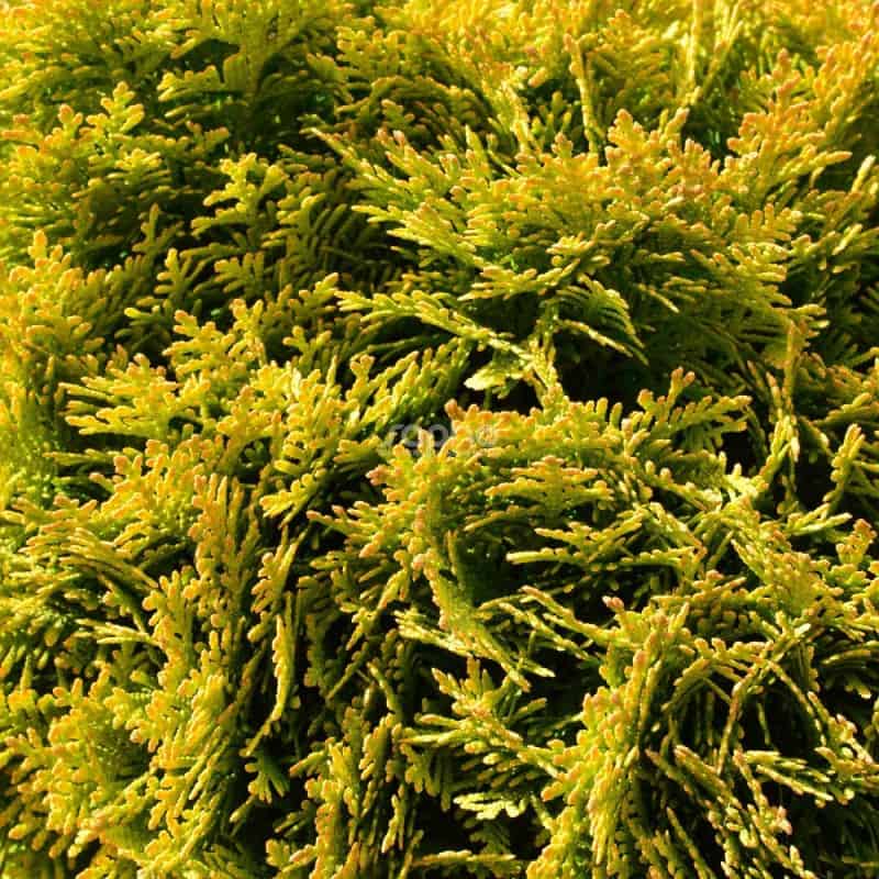 Thuja occidentalis 'Mirjam'