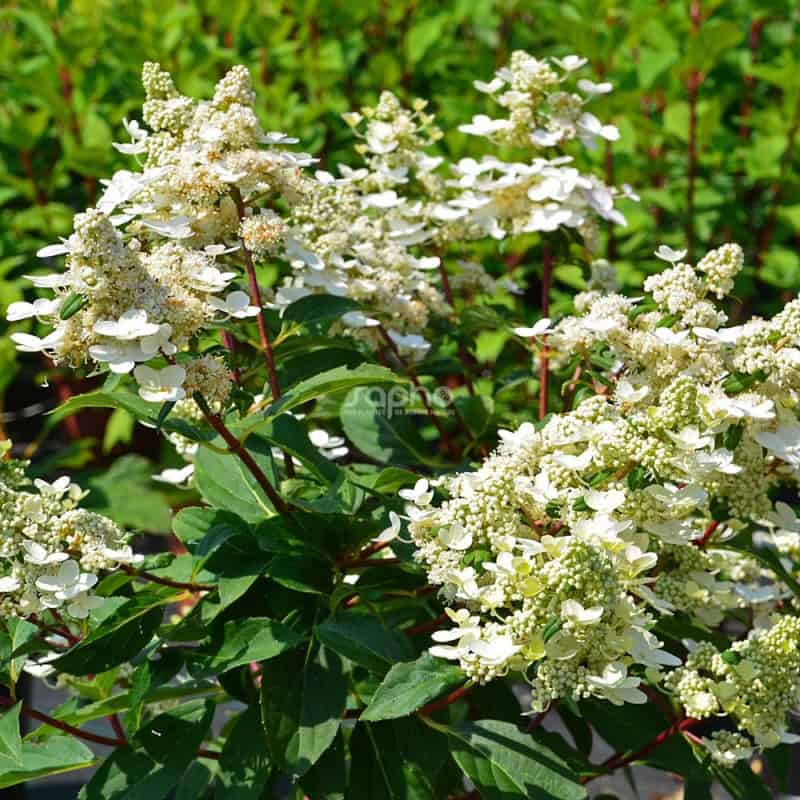 Прим ред. Гортензия метельчатая Prim Red. Hydrangea paniculata Prim Red. Гортензия метельчатая Hydrangea paniculata Prim Red p8. Гортензия метельчатая прим ред 