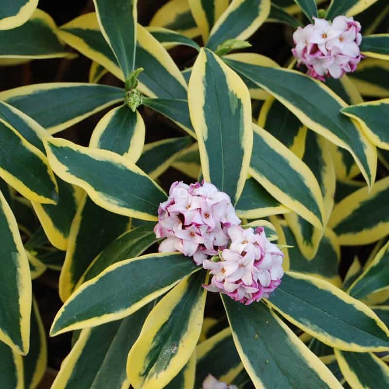 Daphne odora MARIANNI® 'Rogbret'