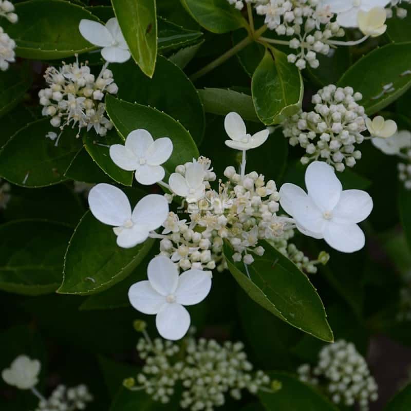 Hydrangea paniculata PRIM'WHITE® 'Dolprim'