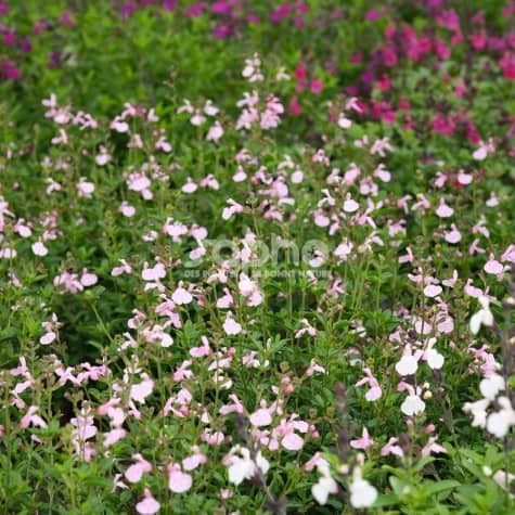 Salvia Magical® Orinoco (19-060-02 light pink)