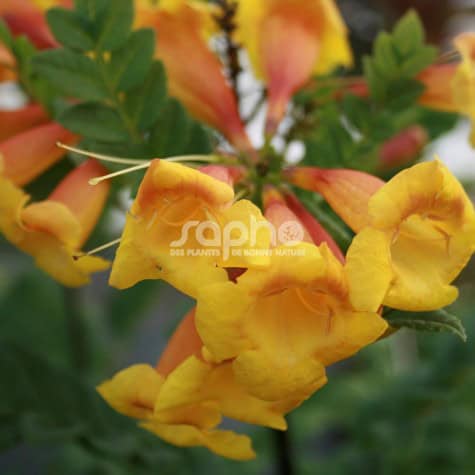 Fleurs Tecomaria capensis 'Tropical Twist'