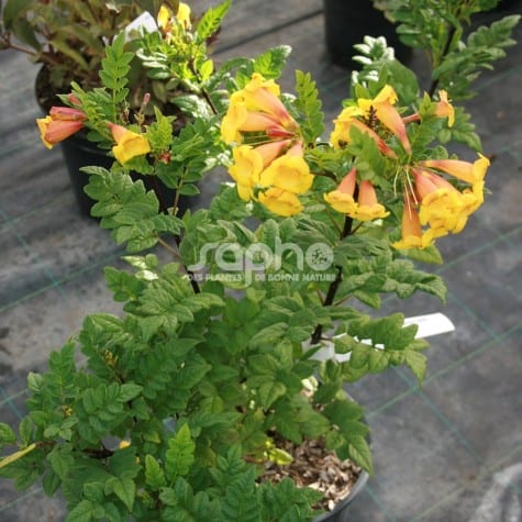 Tecomaria capensis 'Tropical Twist' en pot