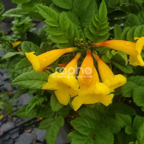 Tecomaria capensis 'Tropical Twist'