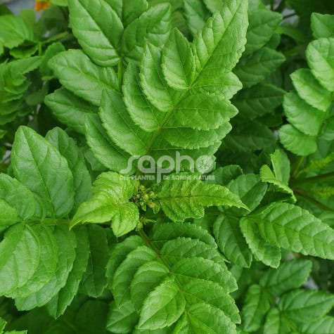 Feuillage Tecomaria capensis 'Tropical Twist'