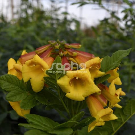 Tecomaria capensis 'Tropical Twist'