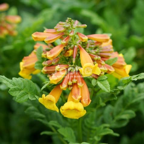 Tecomaria capensis 'Tropical Twist'