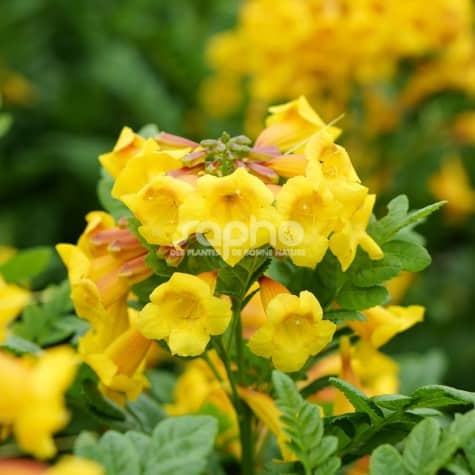 Floraison Tecomaria capensis 'Tropical Twist'