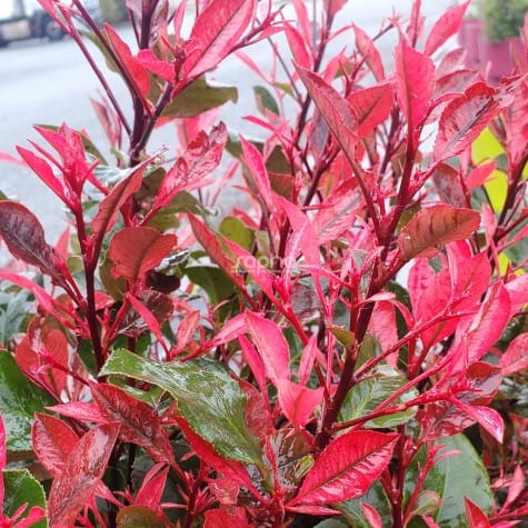 Photinia fraseri 'Little Fenna'