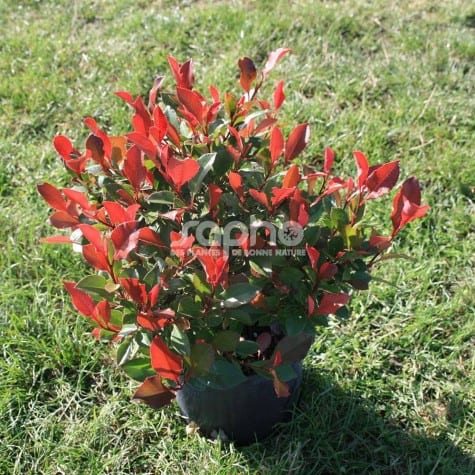 Photinia fraseri 'Little Fenna'