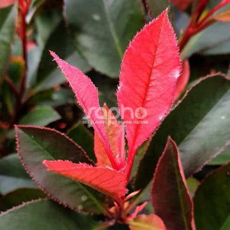 Photinia fraseri 'Little Fenna'