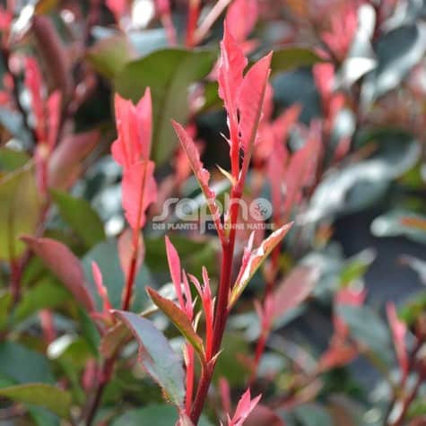 Photinia fraseri 'Little Fenna'