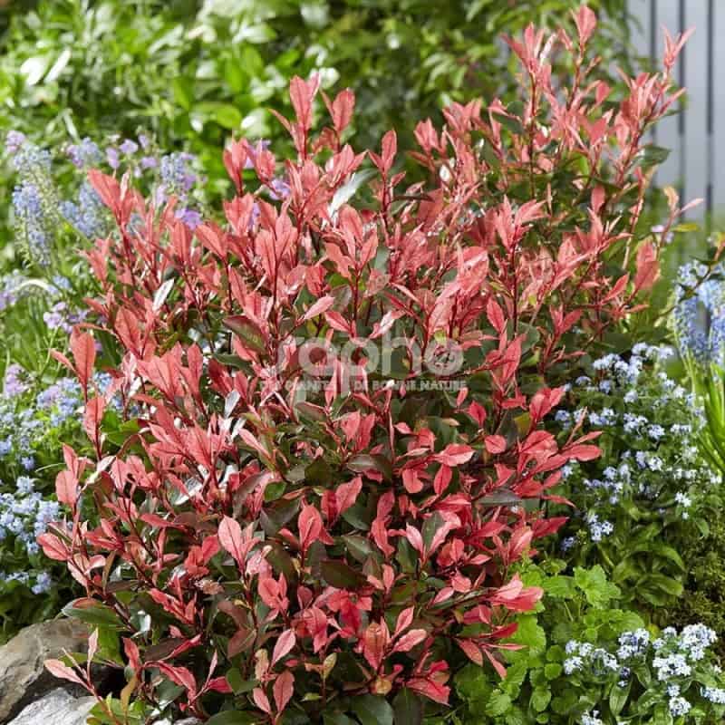 Photinia fraseri 'Little Fenna'