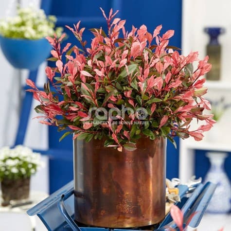 Photinia fraseri 'Little Fenna'