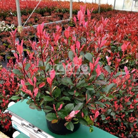 Photinia fraseri 'Little Fenna'