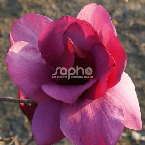 Magnolia x Emperor 'MGEMP2012'