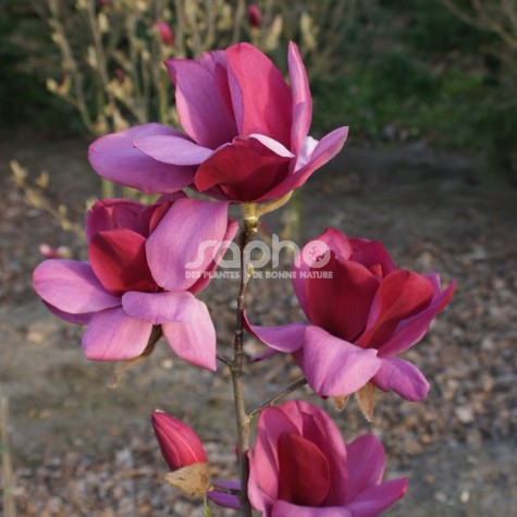 Magnolia x Emperor 'MGEMP2012'