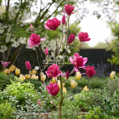 Magnolia x Emperor 'MGEMP2012'