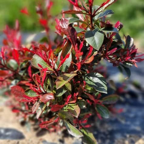 photinia fraseri little fenna, photo d'ensemble