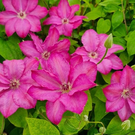 Floraison rose Clematis x CHIBI® 'Niida'