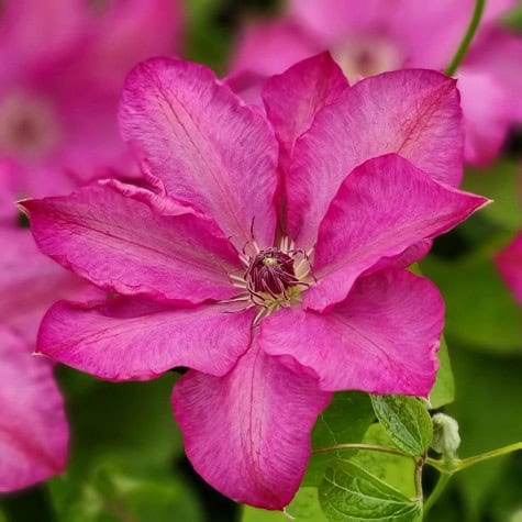 Fleur en gros plan Clematis x CHIBI® 'Niida'